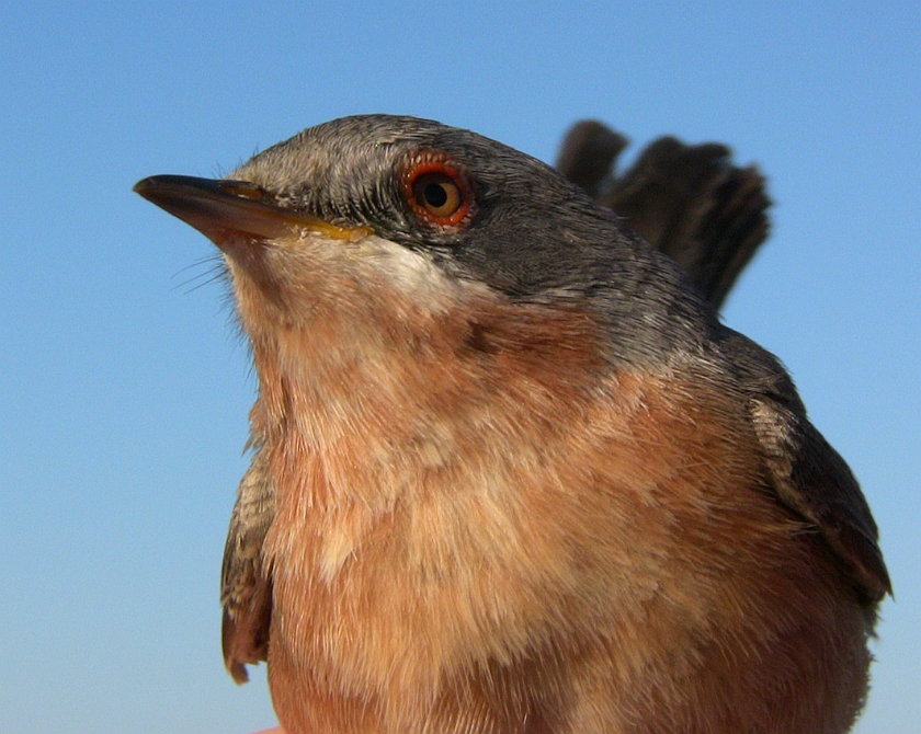 Subalpine Warbler, Sundre 20080521